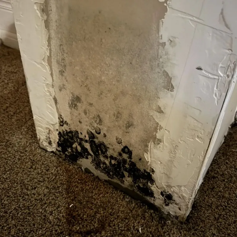 Professional Mold Removal in Charleston, AR
